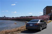 カムリ君　/　葵桜（岡崎の河津桜）を見に行く