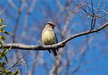 レヴォーグで鳥撮り～ヒレンジャク