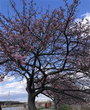 【千葉】春近し、貝殻亭プロデュースの竹岡式ラーメン🍜️を玩味、河津桜🌸詣で
