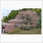 遅かった　八木のしだれ🌺