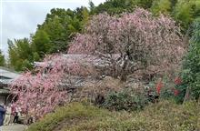 遅かった　八木のしだれ🌺