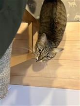 進化