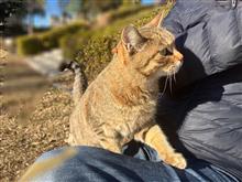 わたしとのらねこ