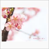 河津桜の咲く頃.*+