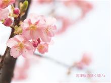 河津桜の咲く頃.*+