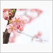 河津桜の咲く頃.*+