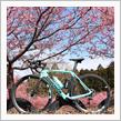 南阿蘇桜公園の河津桜
