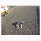 フカフカにゃんこが主役？😽