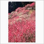 紅梅