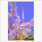 芝公園・東京タワーとさくら/ ...
