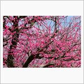 観梅、観桜ドライブ