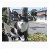 にゃんこ😸タイトル画像に進 ...