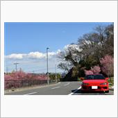 おかめ桜と春めき桜
