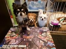 奥様は、ガンダムシード祭り