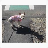 春まだ遠し🐶🌸🤧
