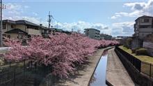 淀水路の河津桜