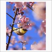 河津桜