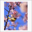 河津桜