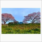 南伊豆町のみなみの桜と菜の花 ...