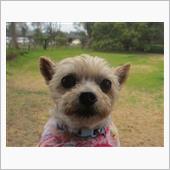 雨の中お散歩強行🐕😩
