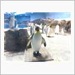 長崎ペンギン水族館！