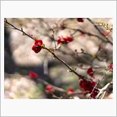 写真の画質とマウント替え