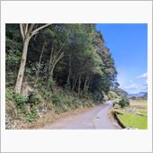 私有地の　道路上の　枝払い。