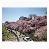 南足柄一ノ堰春めき桜🌸