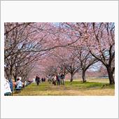 3/15北浅羽桜堤公園（安行 ...