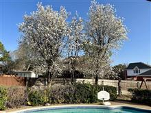  Spring has come. （庭の桜が咲きました😃） 