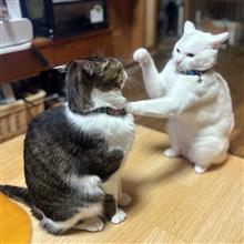 頑張る助手見習いさんฅ^•ω•^ฅ