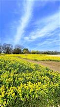 国営昭和記念公園の西花畑のなのはな