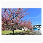 土肥桜と富士山　2024.0 ...