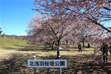 坂戸市 北浅羽桜堤公園の安行寒桜