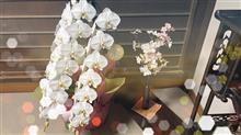 久しぶりの胡蝶蘭様