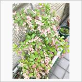 アラレ？雪が降り始めました！
