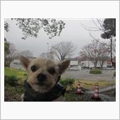 お散歩強行軍🐶☔
