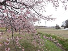 サイタマで早めの桜見物！？