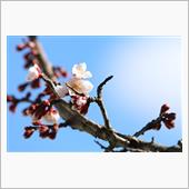 梅の花