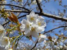 ソメイヨシノが開花していました