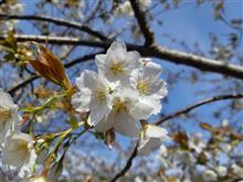 ソメイヨシノが開花していました