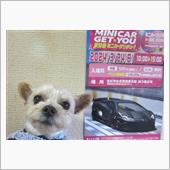 ミニカーフリマへお出かけ🐶 ...