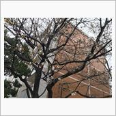 サクラサク