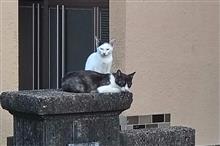 野良猫に嫌がらせをされるのはエサをやらないせいなのかもしれない【解決編】