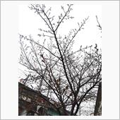 桜が１輪咲きました♪