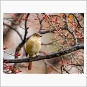 王滝渓谷に探鳥にいって盛大に ...