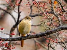 王滝渓谷に探鳥にいって盛大に空振った