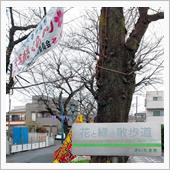 花と緑の散歩道で桜祭り♪