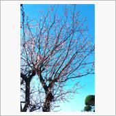 桜咲きました♪