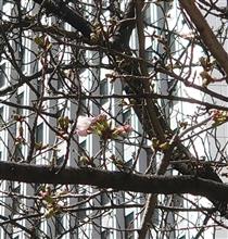 咲き始めましたーーー🌸🌸🤗
